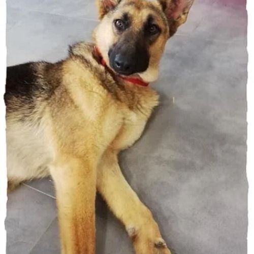 #BE2412232 - Chien à adopter #BE2412232 - Chien à adopter