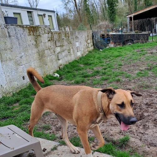 #BE2412234 - Chien à Adopter #BE2412234 - Chien à Adopter