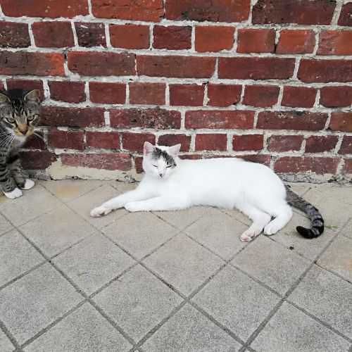 #BE2412235 - Chat à adopter #BE2412235 - Chat à adopter