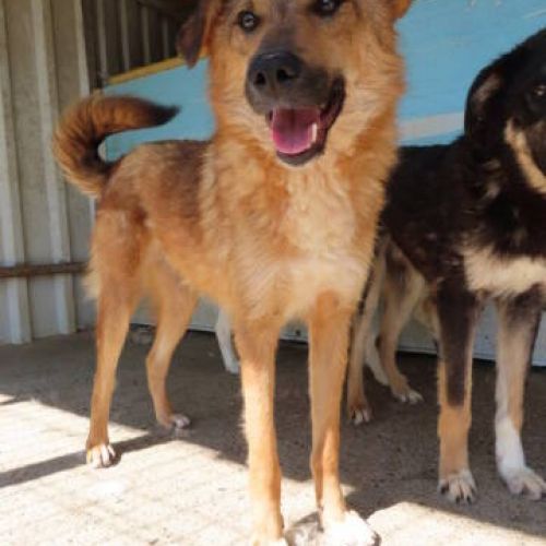 #BE2412240 - Chien à adopter #BE2412240 - Chien à adopter