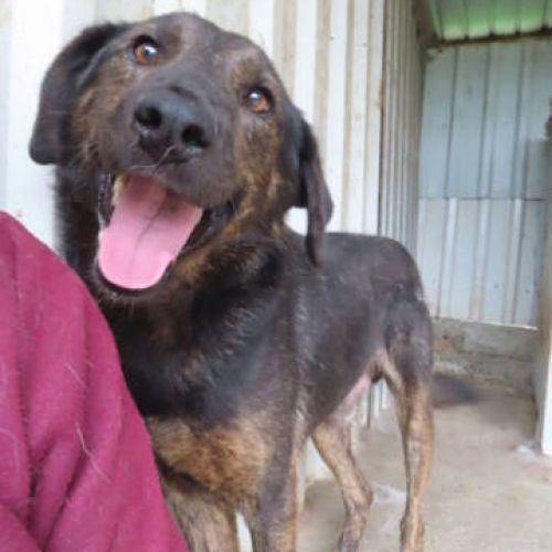 #BE2412241 - Chien à adopter #BE2412241 - Chien à adopter