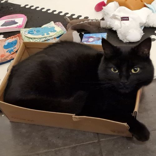 #BE2412245 - Chat perdu