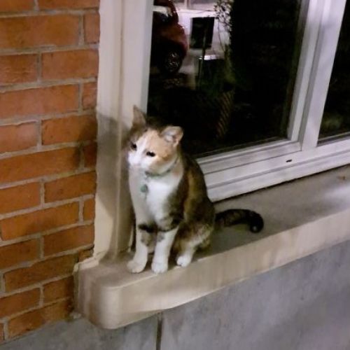 #BE2412246 - Chat trouvé