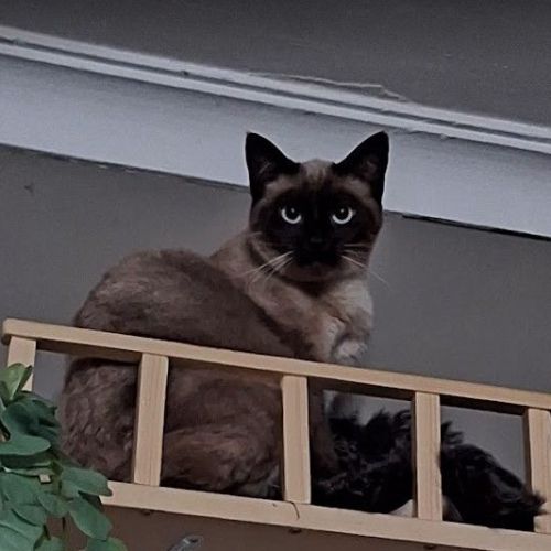 #BE2412247 - Chat perdu