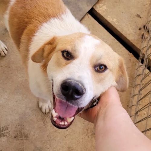 #BE2412248 - Chien à adopter #BE2412248 - Chien à adopter
