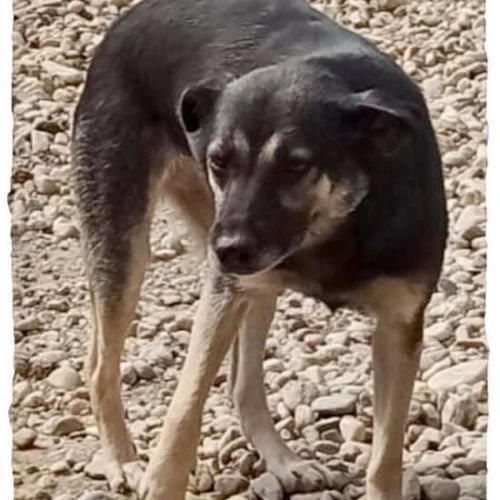 #BE2412249 - Chien à adopter #BE2412249 - Chien à adopter