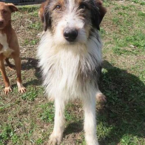 #BE2412257 - Chien à adopter #BE2412257 - Chien à adopter
