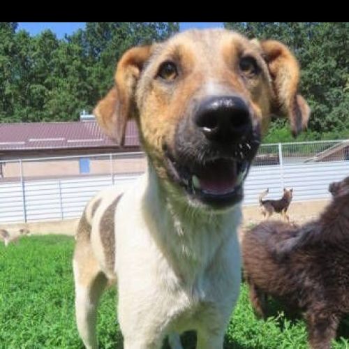 #BE2412258 - Chien à adopter #BE2412258 - Chien à adopter