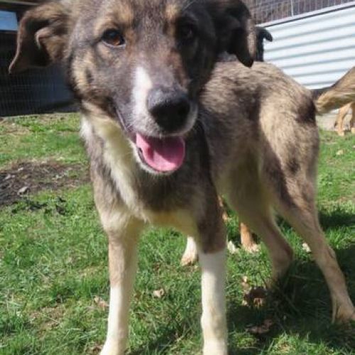 #BE2412259 - Chien à adopter #BE2412259 - Chien à adopter