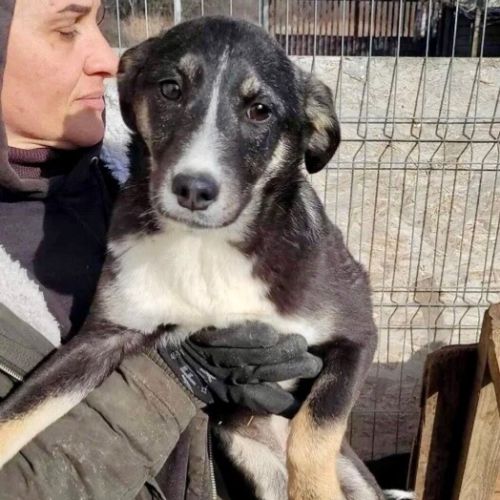 #BE2412260 - Chien à adopter #BE2412260 - Chien à adopter