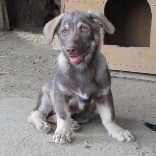 #BE2412261 - Chien à adopter #BE2412261 - Chien à adopter