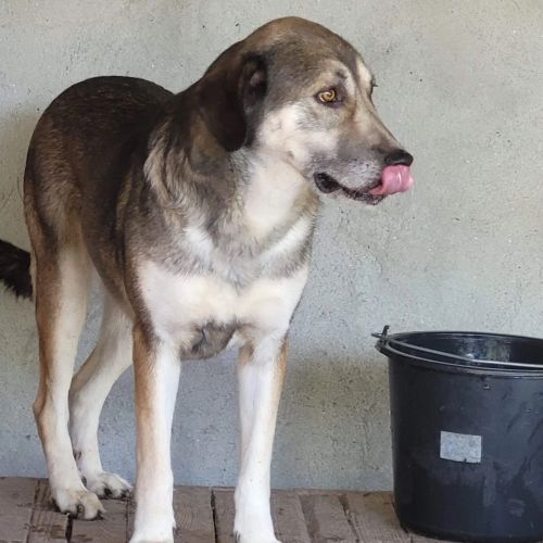 #BE2412262 - Chien à adopter #BE2412262 - Chien à adopter