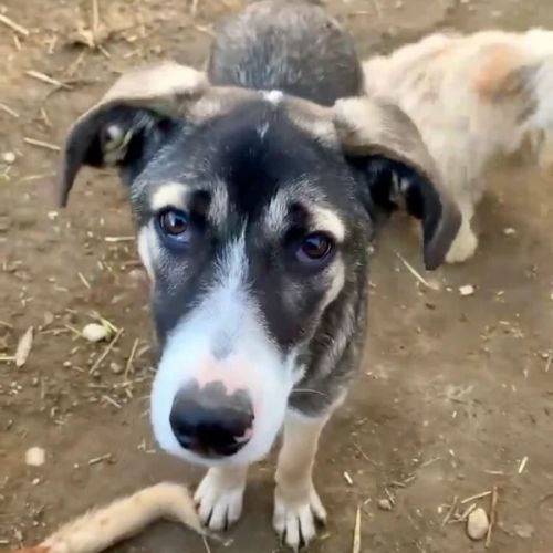 #BE2412263 - Chien à adopter #BE2412263 - Chien à adopter