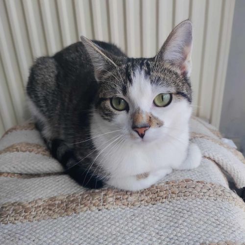 #BE2412264 - Chat perdu #BE2412264 - Chat perdu