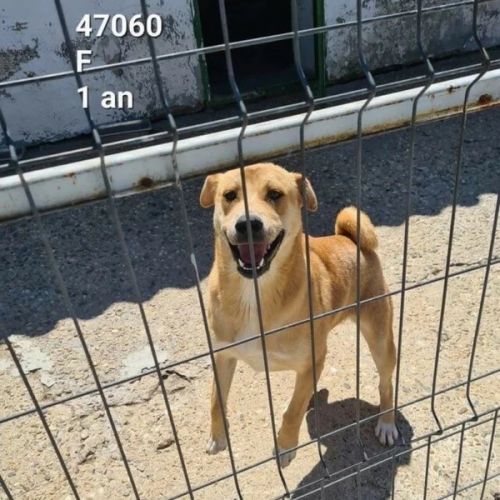 #BE2412265 - Chien à adopter #BE2412265 - Chien à adopter