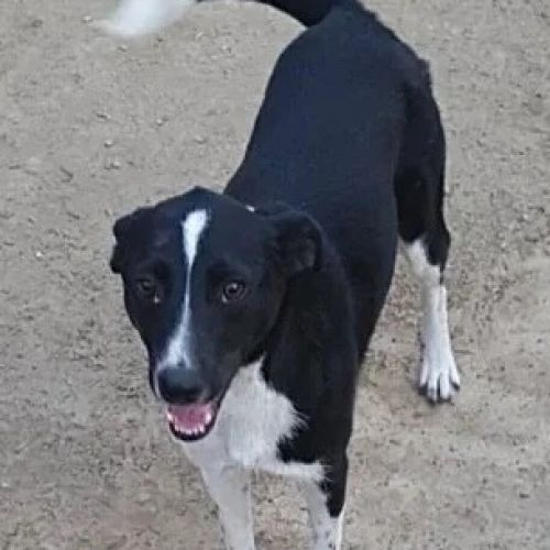 #BE2412266 - Chien à adopter #BE2412266 - Chien à adopter