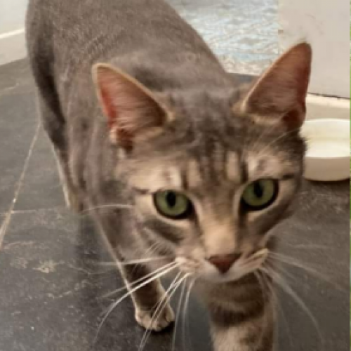 #BE2412267 - Chat perdu #BE2412267 - Chat perdu