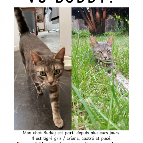 #BE2412267 - Chat perdu #BE2412267 - Chat perdu