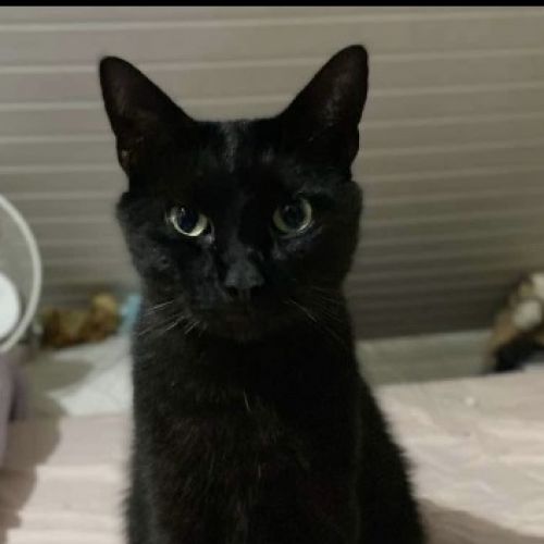 #BE2412268 - Chat perdu