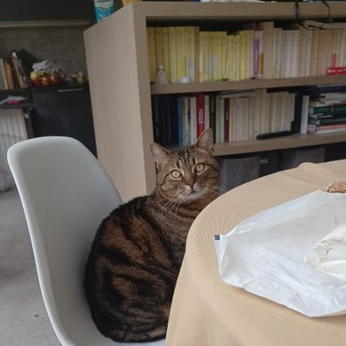 #BE2412271 - Chat perdu #BE2412271 - Chat perdu