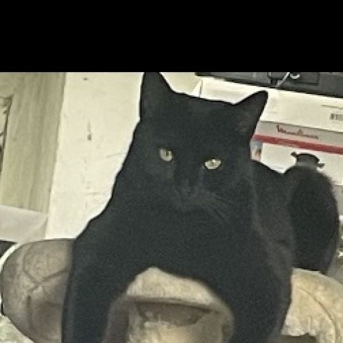 #BE2412272 - Chat perdu #BE2412272 - Chat perdu