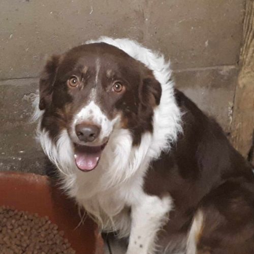#BE2412275 - Chien à Adopter #BE2412275 - Chien à Adopter