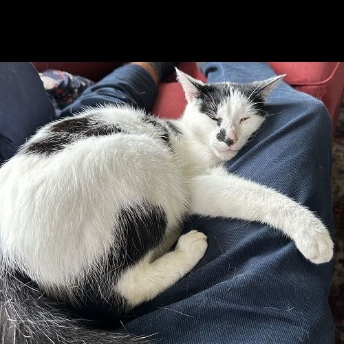 #BE2412277 - Chat perdu