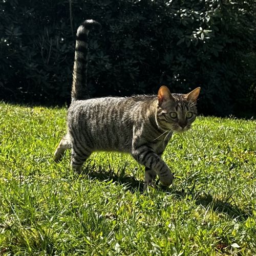 #BE2412278 - Chat perdu #BE2412278 - Chat perdu