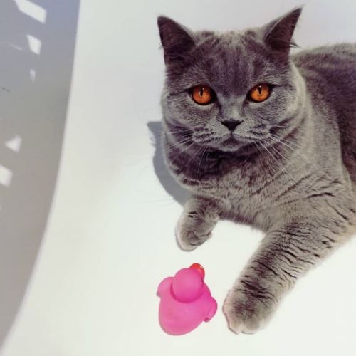 #BE2412279 - Chat perdu #BE2412279 - Chat perdu