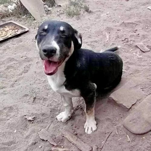 #BE2412280 - Chien à adopter #BE2412280 - Chien à adopter