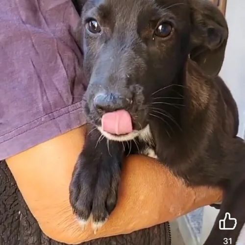 #BE2412287 - Chien à adopter #BE2412287 - Chien à adopter