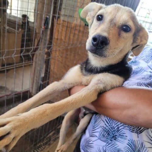 #BE2412288 - Chien à adopter #BE2412288 - Chien à adopter