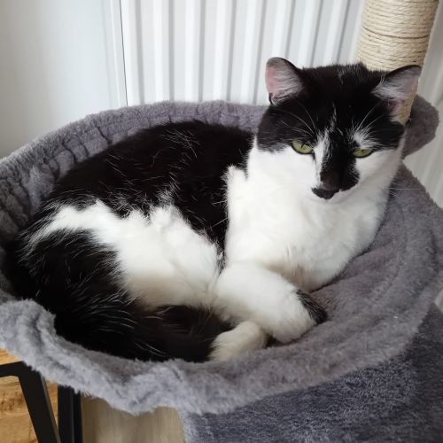 #BE2412291 - Chat perdu