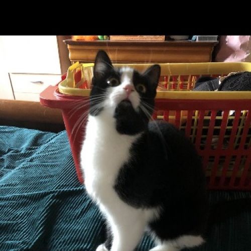 #BE2412297 - Chat perdu