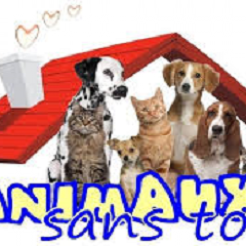 Animal Sans Toit Animal Sans Toit