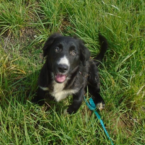 #BE2412302 - Chien à Adopter #BE2412302 - Chien à Adopter