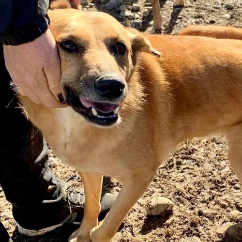 #BE2412306 - Chien à adopter #BE2412306 - Chien à adopter