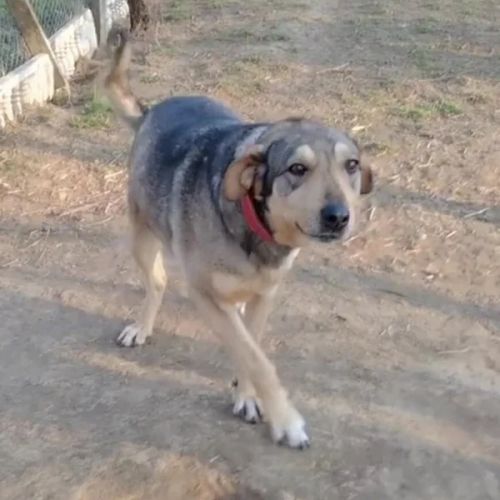 #BE2412307 - Chien à adopter #BE2412307 - Chien à adopter