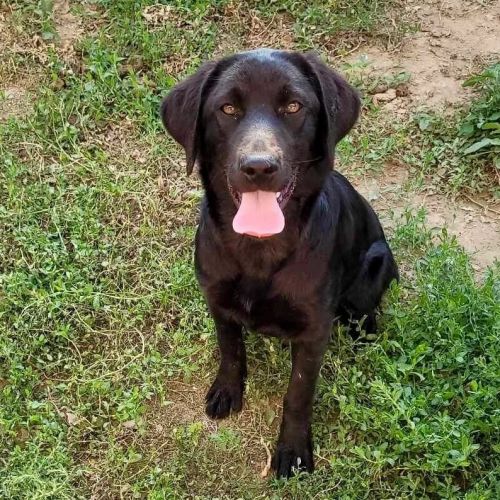 #BE2412308 - Chien à adopter #BE2412308 - Chien à adopter