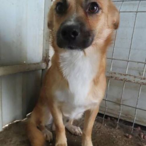 #BE2412309 - Chien à adopter #BE2412309 - Chien à adopter