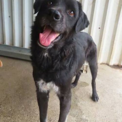 #BE2412310 - Chien à adopter #BE2412310 - Chien à adopter