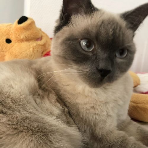 #BE2412311 - Chat perdu #BE2412311 - Chat perdu
