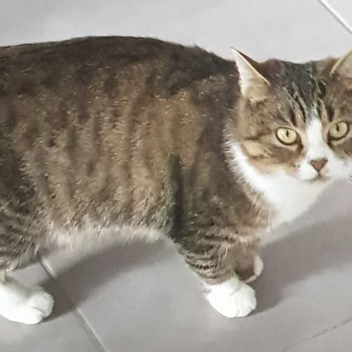 #BE2412312 - Chat perdu #BE2412312 - Chat perdu