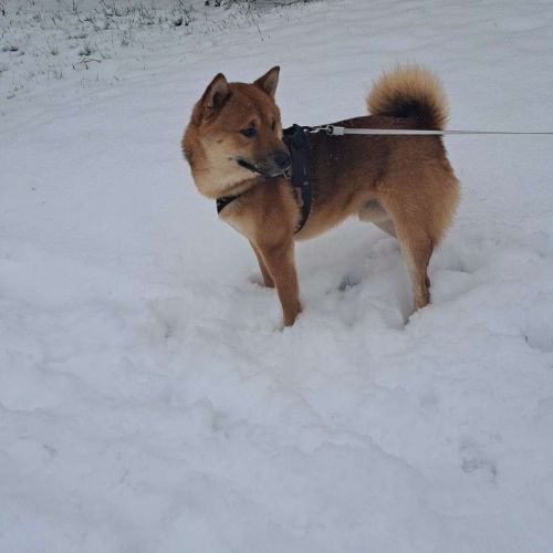 #BE2412313 - Chien perdu #BE2412313 - Chien perdu