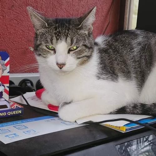 #BE2412314 - Chat perdu