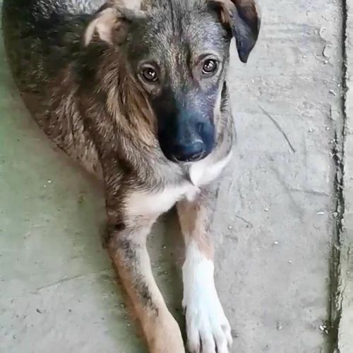 #BE2412315 - Chien à adopter #BE2412315 - Chien à adopter