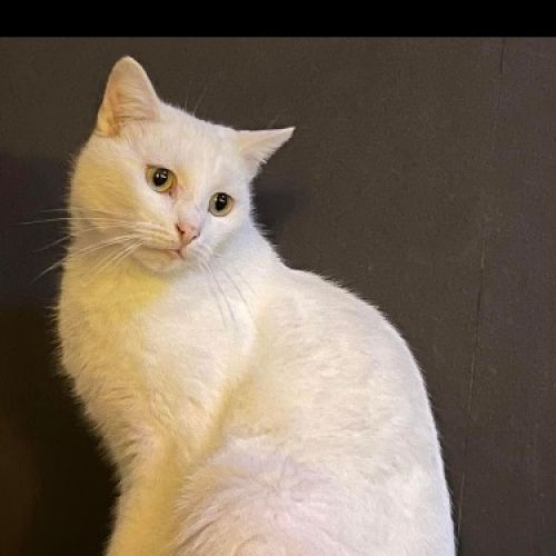 #BE2412319 - Chat perdu #BE2412319 - Chat perdu