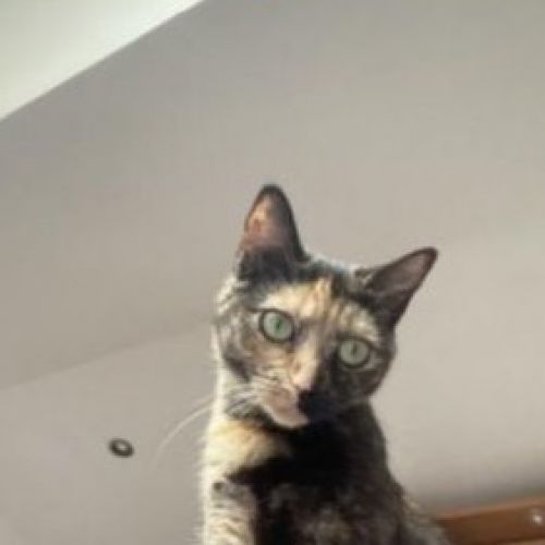 #BE2412320 - Chat perdu #BE2412320 - Chat perdu