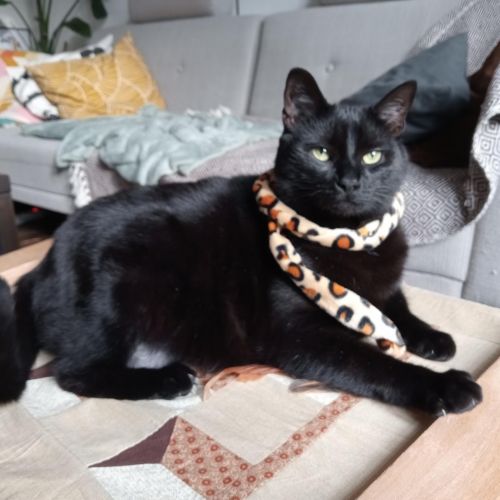 #BE2412321 - Chat perdu #BE2412321 - Chat perdu