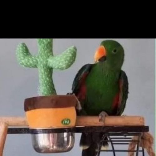 #BE2412281 - Eclectus perdu #BE2412281 - Eclectus perdu